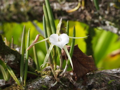 Brassavola nodosa