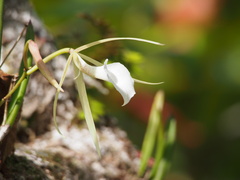 Brassavola nodosa