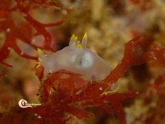 Polycera kernowensis