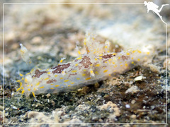 Plocamopherus ceylonicus