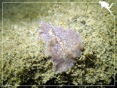 Pericelis