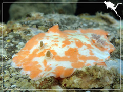 Platydoris cinereobranchiata