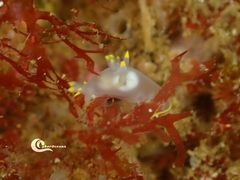 Polycera kernowensis