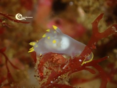 Polycera kernowensis