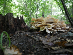 Meripilus sumstinei image