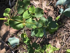 Muehlenbeckia rhyticarya