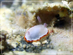 Goniobranchus rubrocornutus