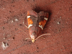 Pyralis cardinalis