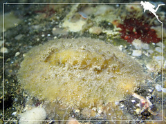 Sclerodoris apiculata