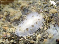 Phyllidiopsis loricata