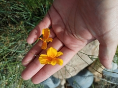 Eschscholzia californica