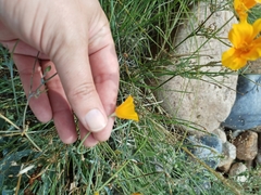 Eschscholzia californica