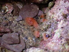 Morchellium argus