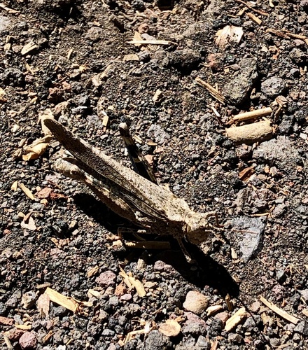 iNaturalist observation photo of Crackling Forest Grasshopper