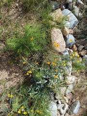 Eschscholzia californica