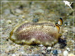 Pseudoceros heronensis