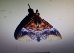 Aetholix flavibasalis
