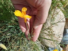 Eschscholzia californica