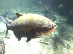 Colossoma macropomum