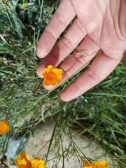 Eschscholzia californica