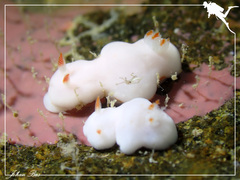 Verconia simplex