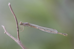 Oxyagrion