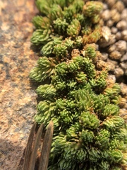 Selaginella watsonii