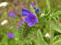 Echium creticum