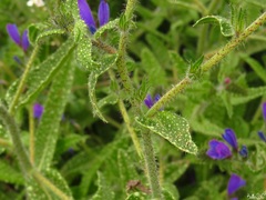 Echium creticum