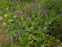 Echium creticum