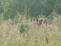 Ursus arctos beringianus