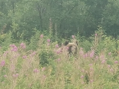 Ursus arctos beringianus