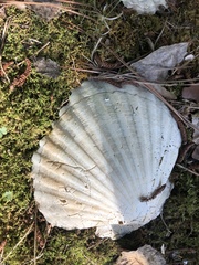 Pecten