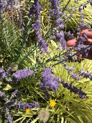Salvia yangii