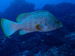 Dermatolepis dermatolepis