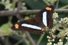 Adelpha iphiclus