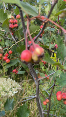 Crataegus