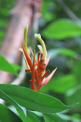 Heliconia longiflora