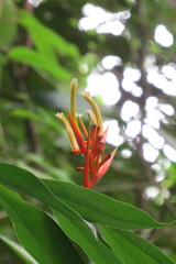 Heliconia longiflora