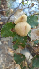 Heteroecus dasydactyli