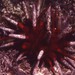 Club-spined Sea Urchin - Photo (c) David Spencer Muirhead, some rights reserved (CC BY-NC), uploaded by David Spencer Muirhead