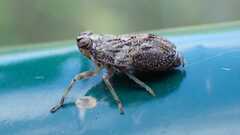 Issus coleoptratus