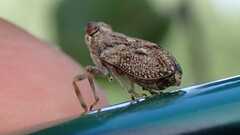 Issus coleoptratus