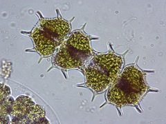 Xanthidium cristatum