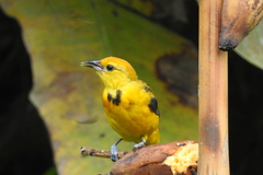 Icterus pectoralis