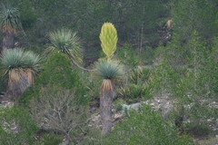 Yucca carnerosana