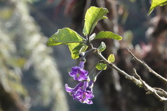 Iochroma
