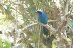 Cyanolyca viridicyanus