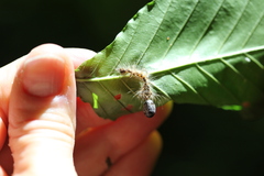 Phobocampe unicincta