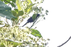 Conirostrum albifrons